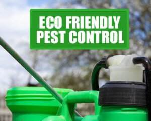 Natural Pest Control Solutions: Eco-Friendly Options for Your Home